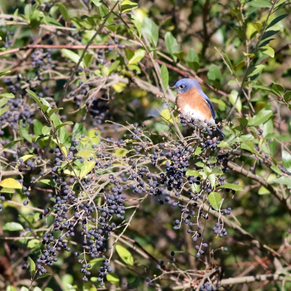 Eastern Bluebird - ML626911542
