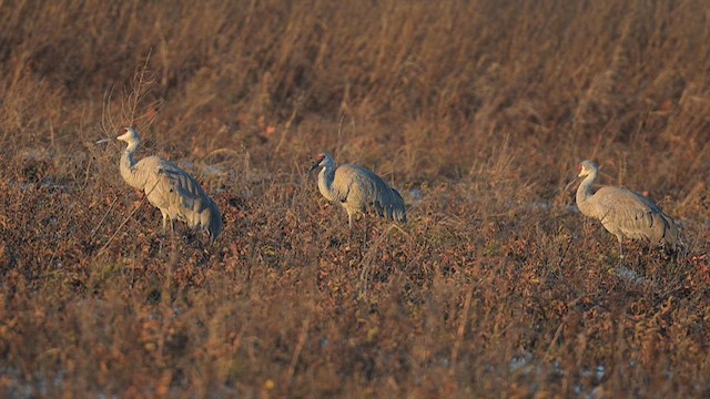 Sandhill Crane - ML626911544
