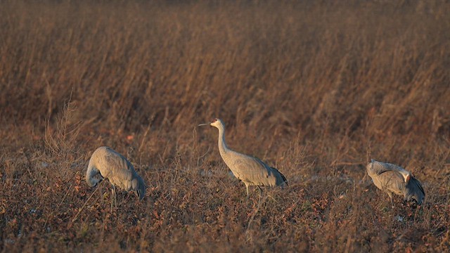 Sandhill Crane - ML626911576