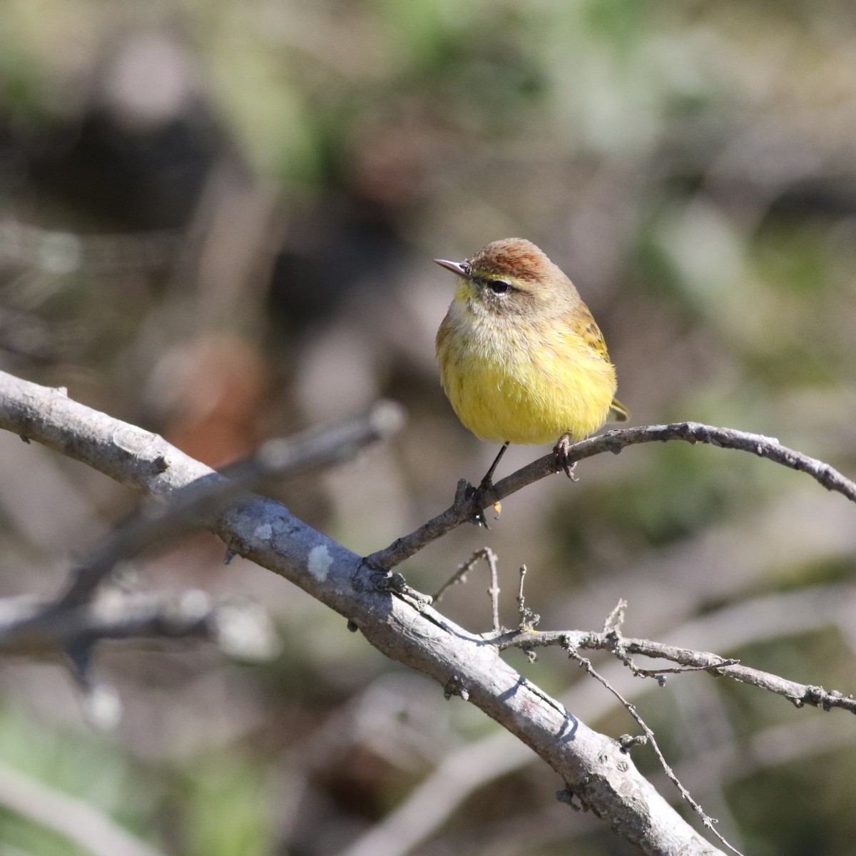 Palm Warbler - ML626911581
