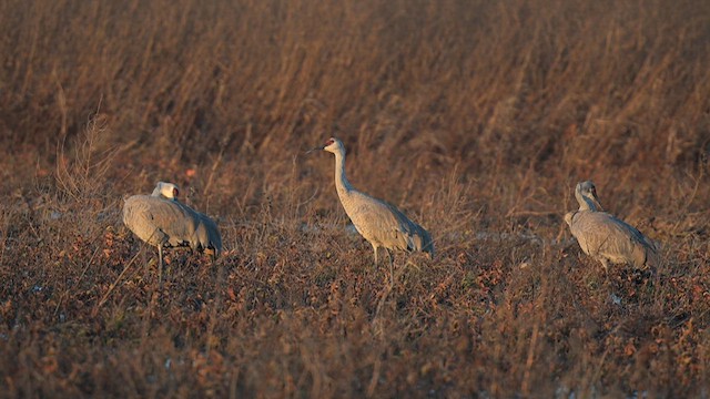 Sandhill Crane - ML626911591