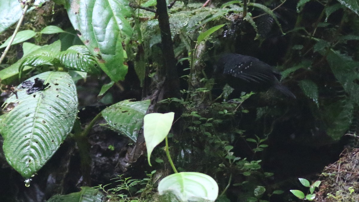 Esmeraldas Antbird - ML626911610