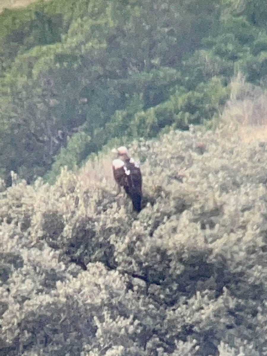 Spanish Eagle - ML626911612