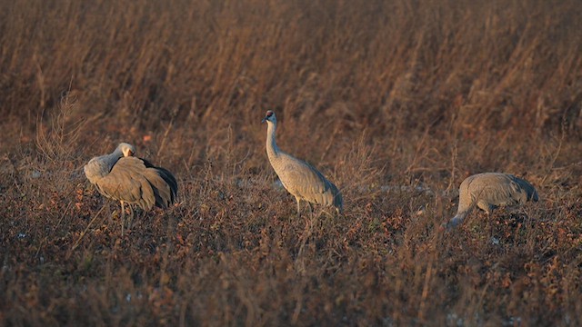 Sandhill Crane - ML626911616