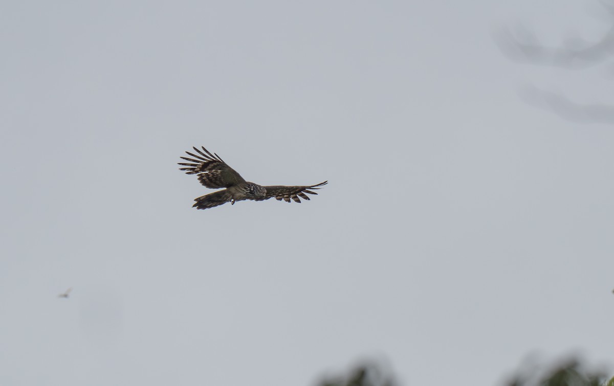 Long-tailed Honey-buzzard - ML626911684