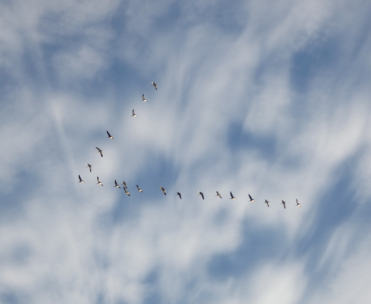 Snow Goose - ML626911698