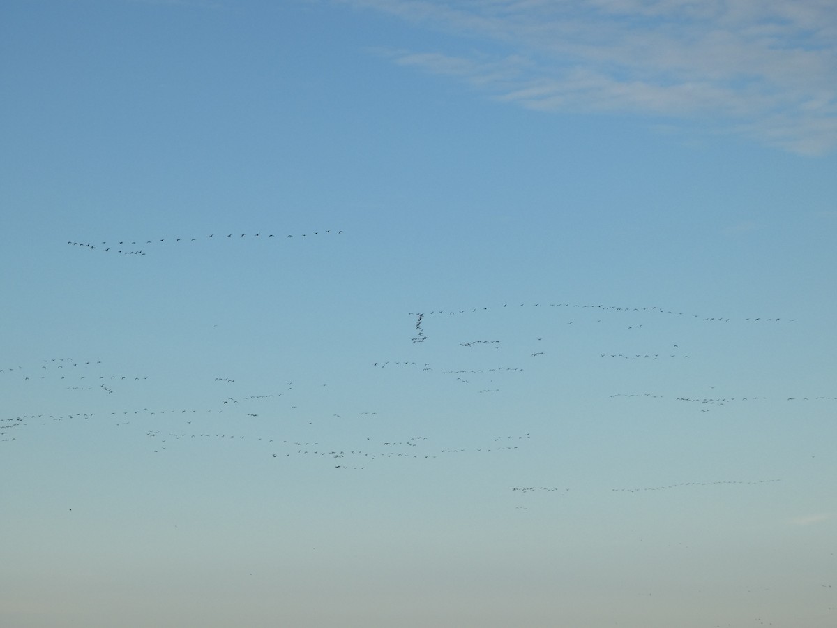 Snow Goose - ML626911701