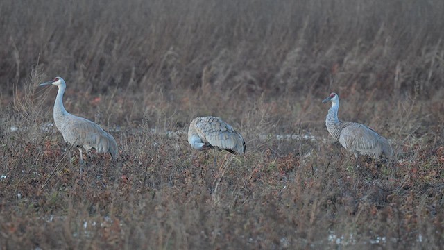 Sandhill Crane - ML626911778