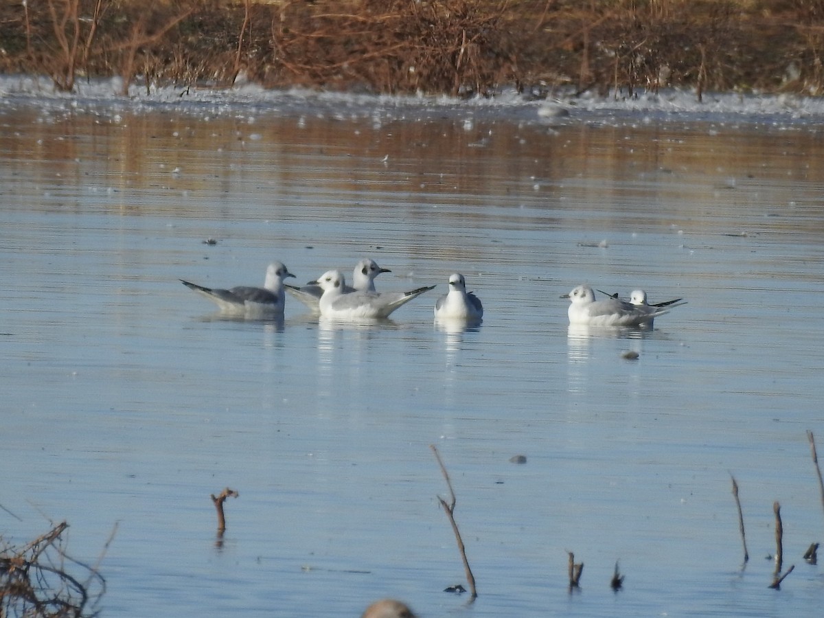 Bonaparte's Gull - ML626911853