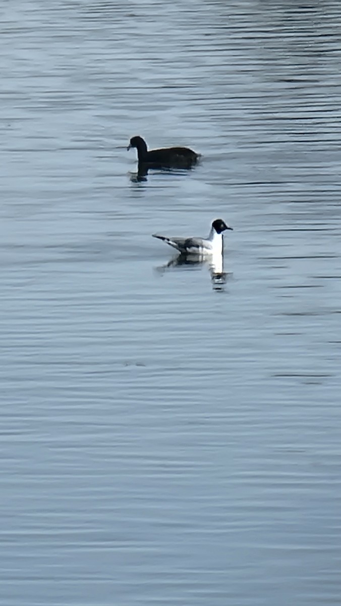 Bonaparte's Gull - ML626911887