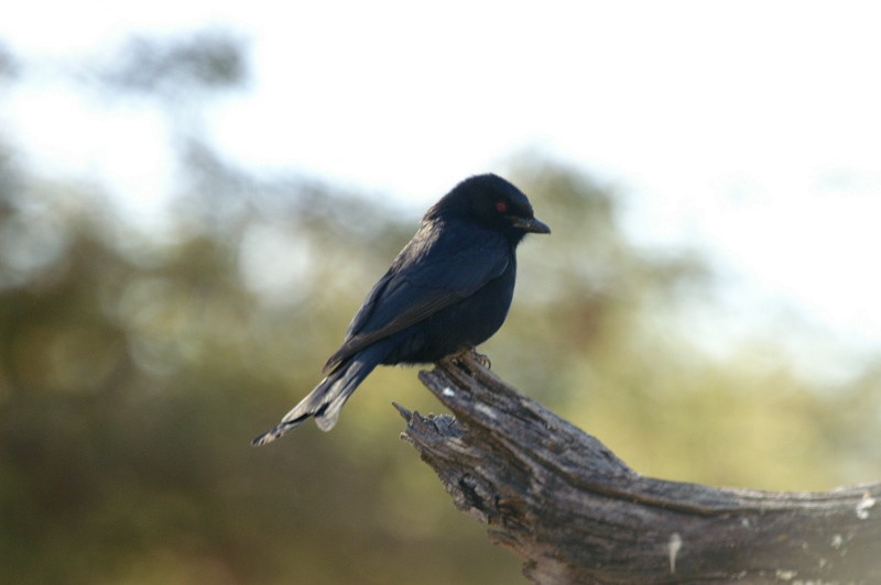 Trauerdrongo (apivorus) - ML626911893