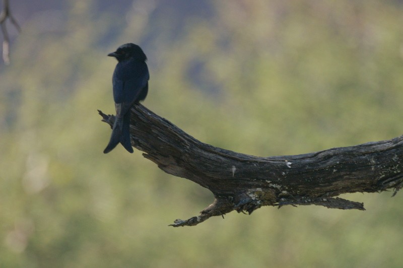 Trauerdrongo (apivorus) - ML626911899
