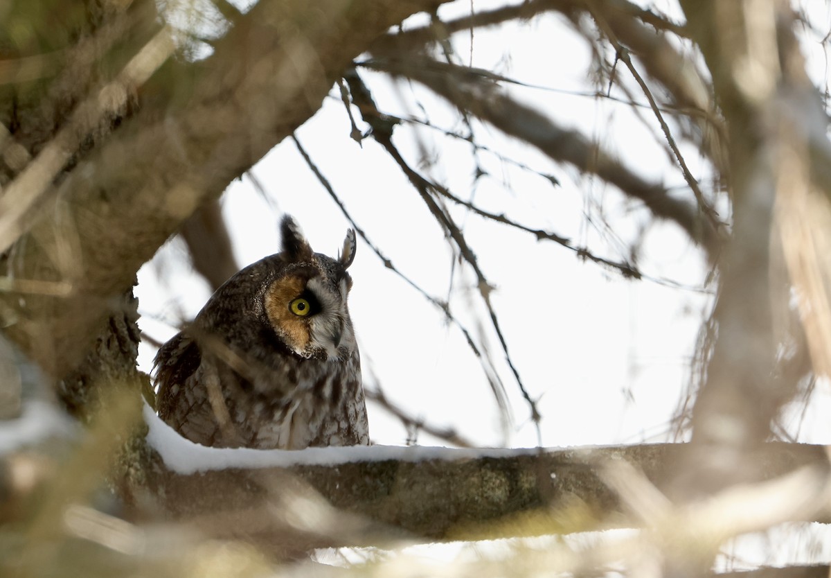 Long-eared Owl - ML626911942