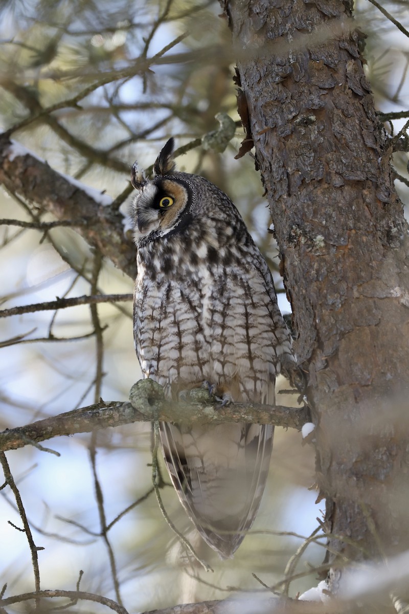 Long-eared Owl - ML626911943