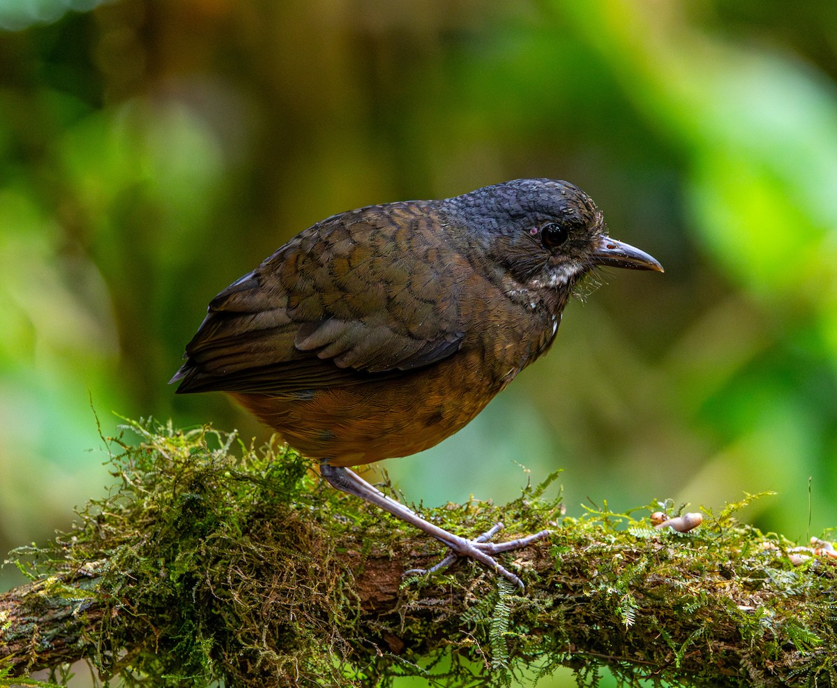 Moustached Antpitta - ML626911986