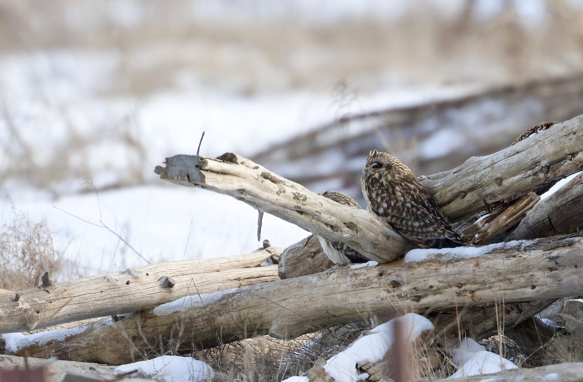 Short-eared Owl - ML626912022