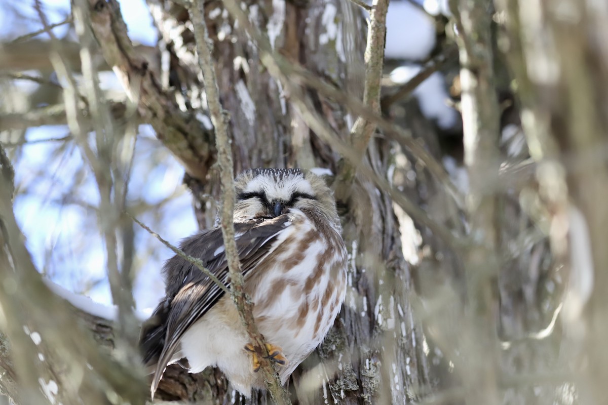 Northern Saw-whet Owl - ML626912070