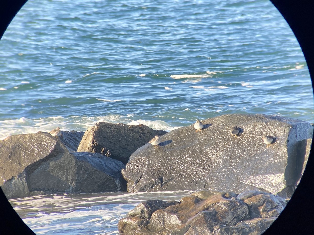 Purple Sandpiper - ML626912298