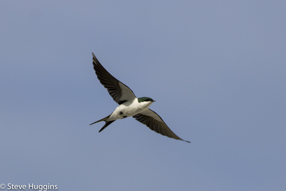 Bahama Swallow - ML626912466