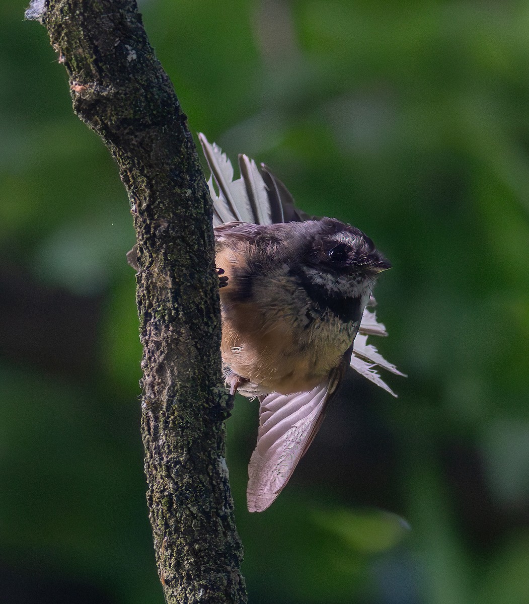 New Zealand Fantail - ML626912478