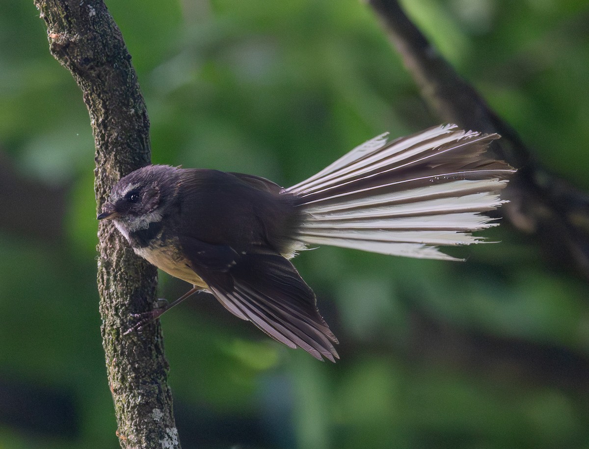 New Zealand Fantail - ML626912481