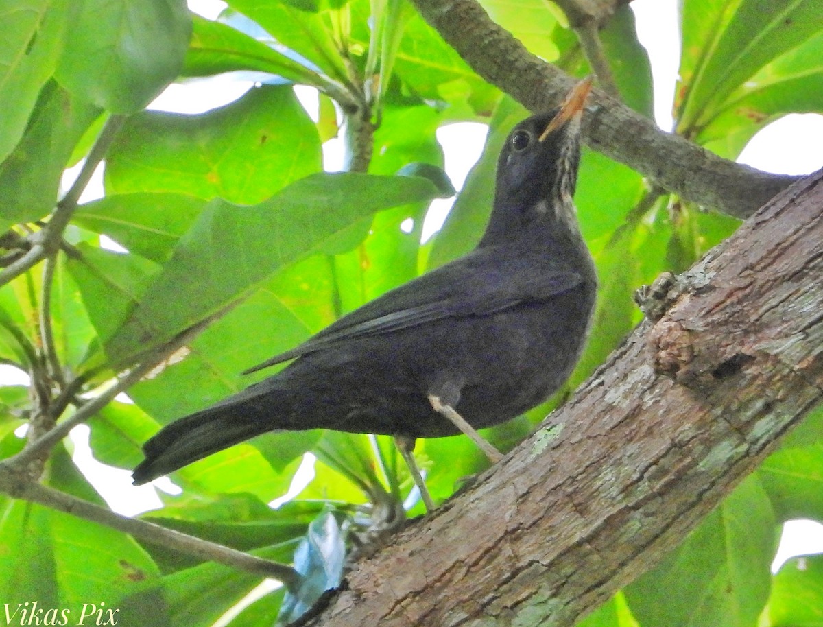 中國黑鶇 - ML626912504