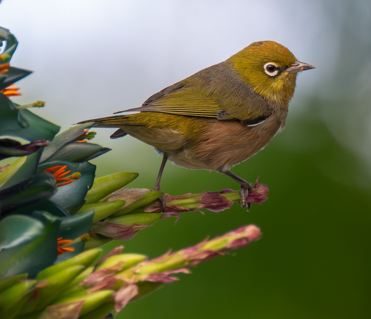 Silvereye - ML626912550