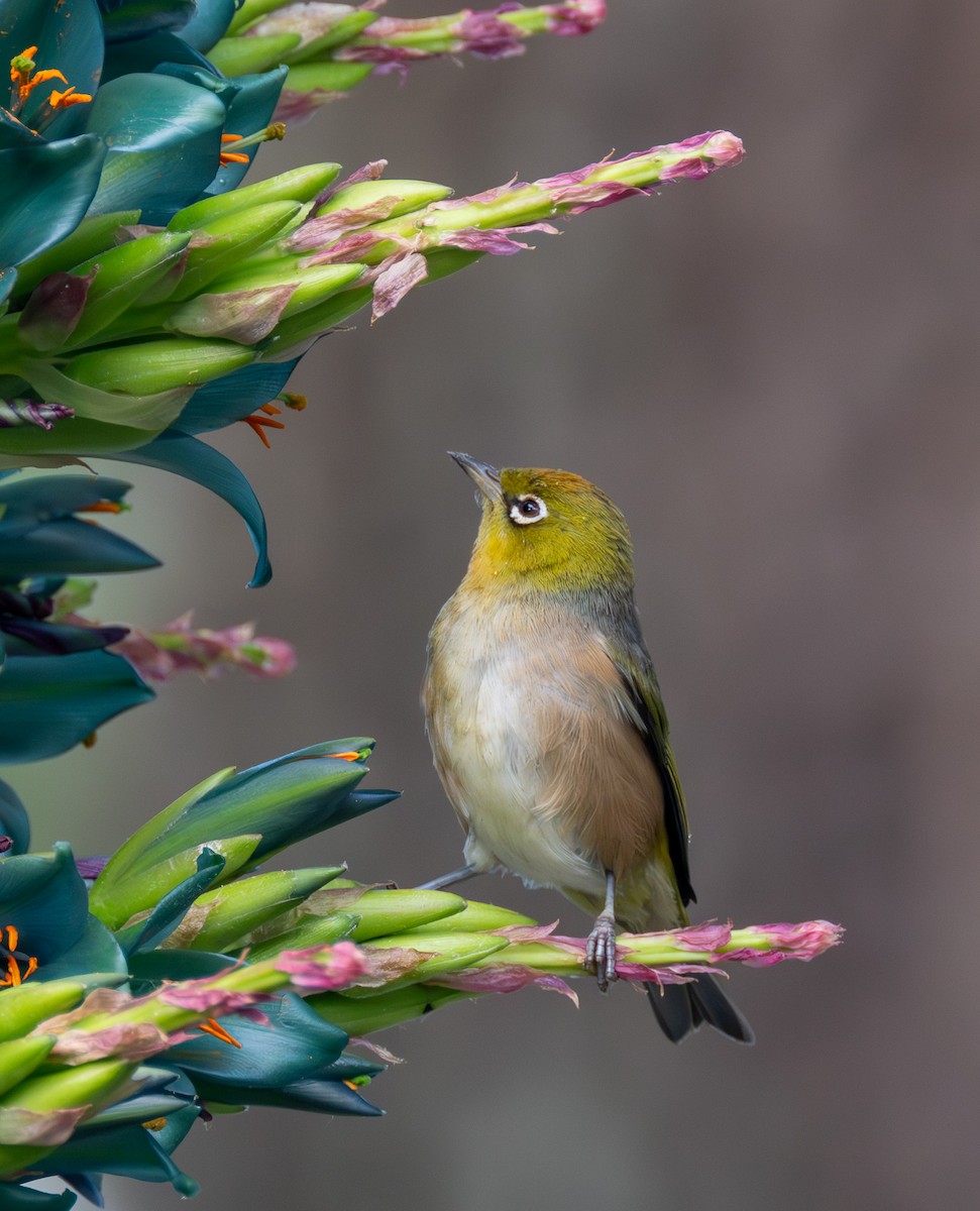 Silvereye - ML626912596