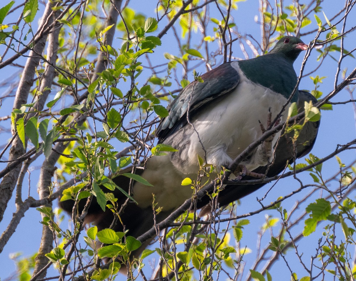 New Zealand Pigeon - ML626912622