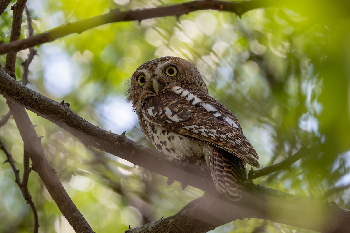 African Barred Owlet - ML626912648