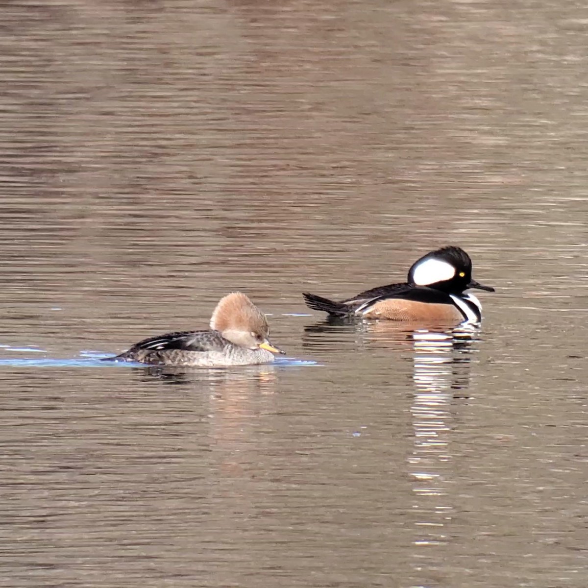 Hooded Merganser - ML626912774