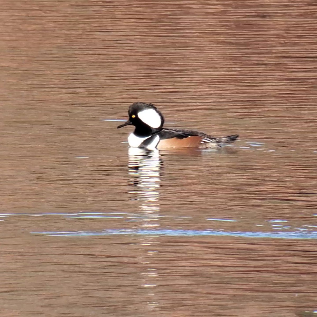 Hooded Merganser - ML626912776