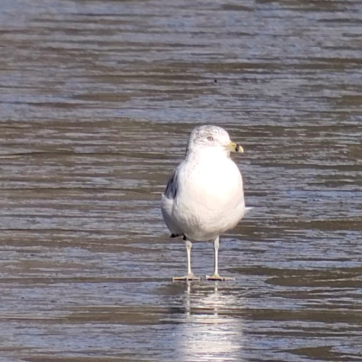 Ring-billed Gull - ML626912827