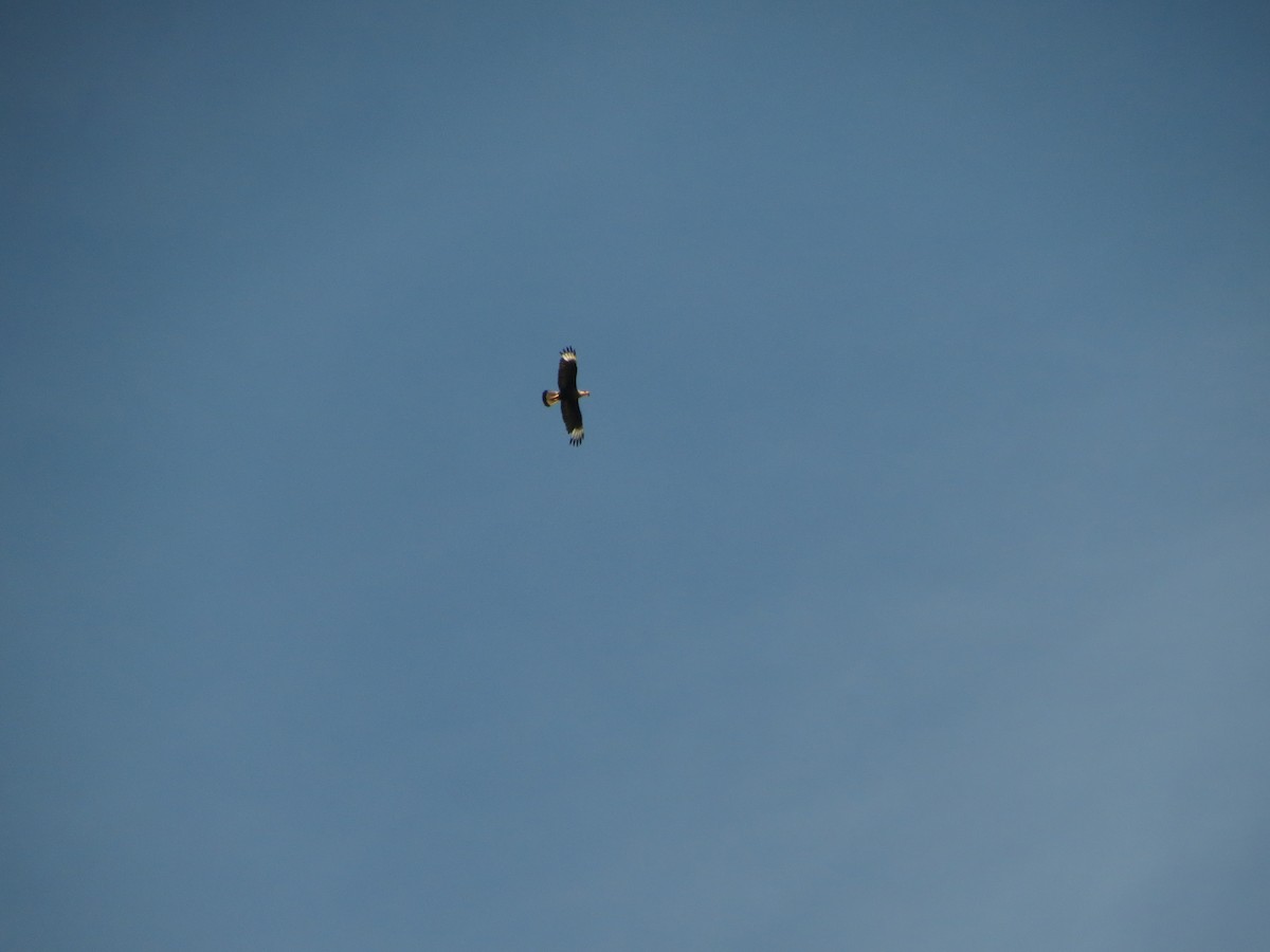 Crested Caracara - ML626913119