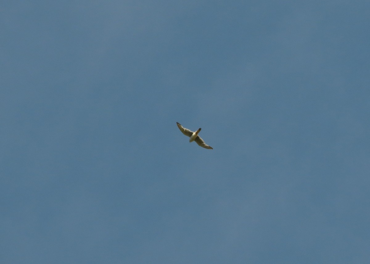 American Kestrel - ML626913122