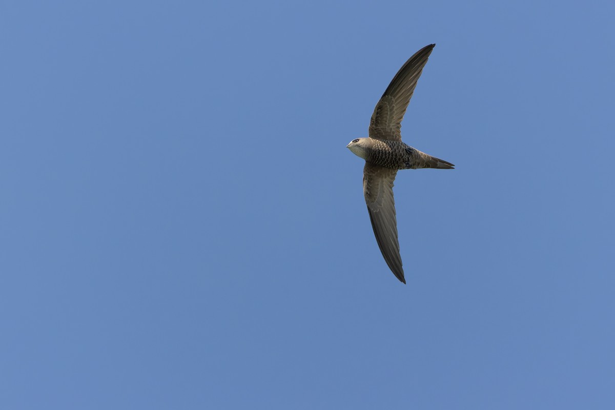 Pallid Swift - ML626913225