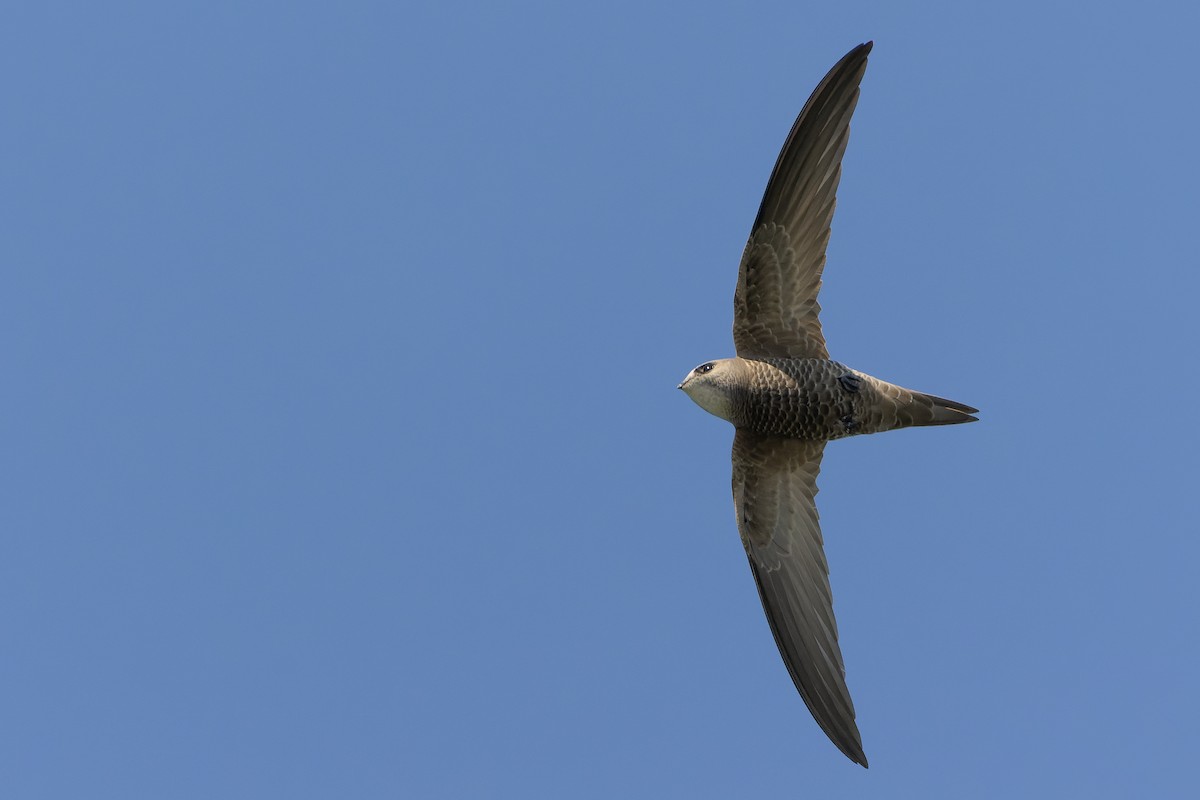 Pallid Swift - ML626913226