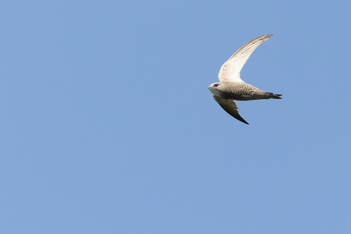Pallid Swift - ML626913231