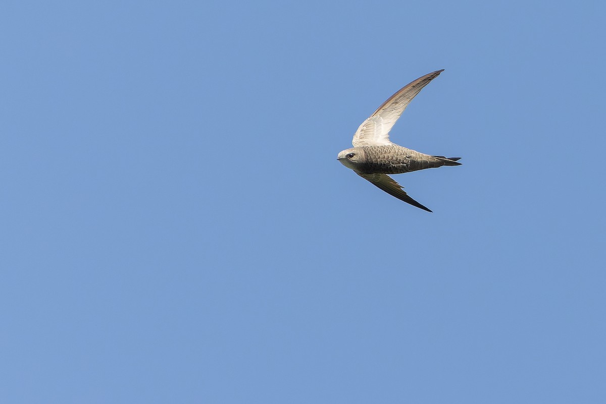 Pallid Swift - ML626913232