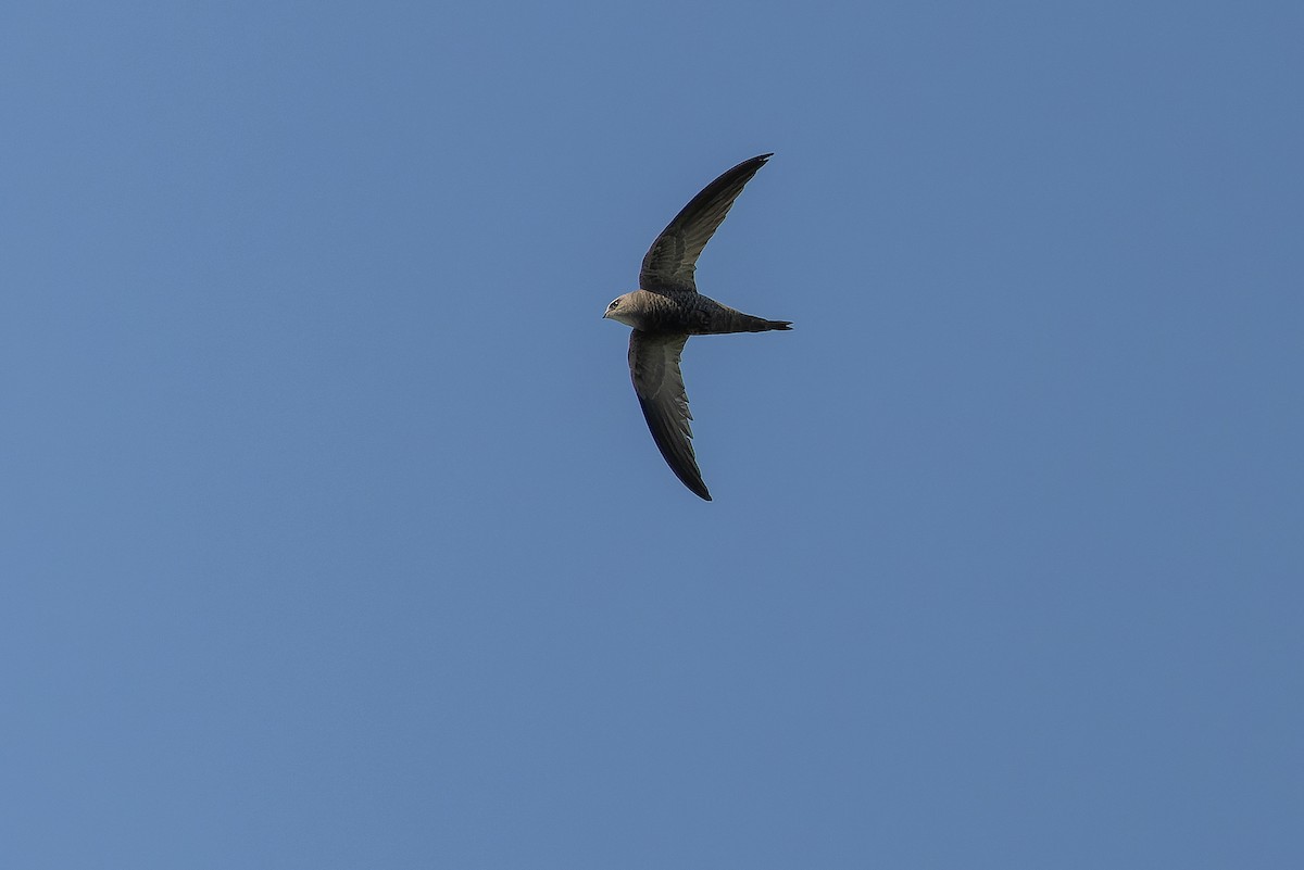 Pallid Swift - ML626913234