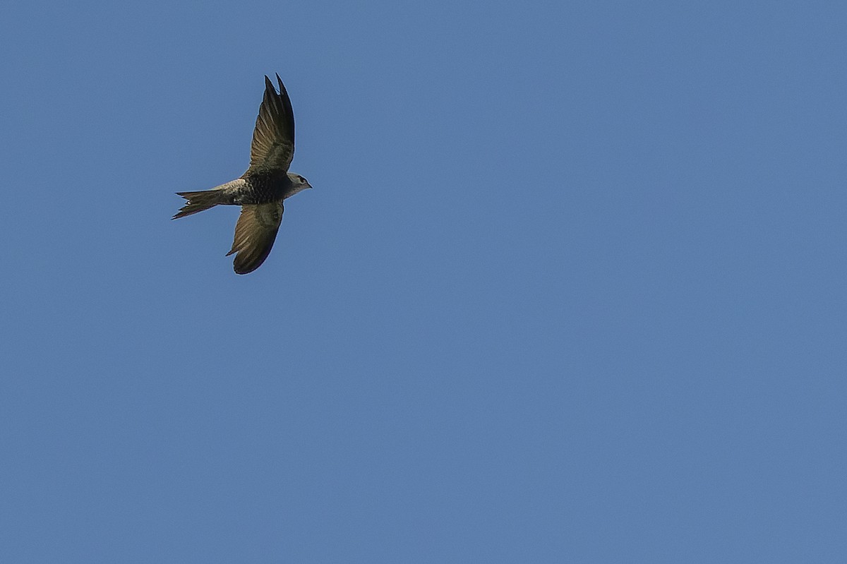 Pallid Swift - ML626913235