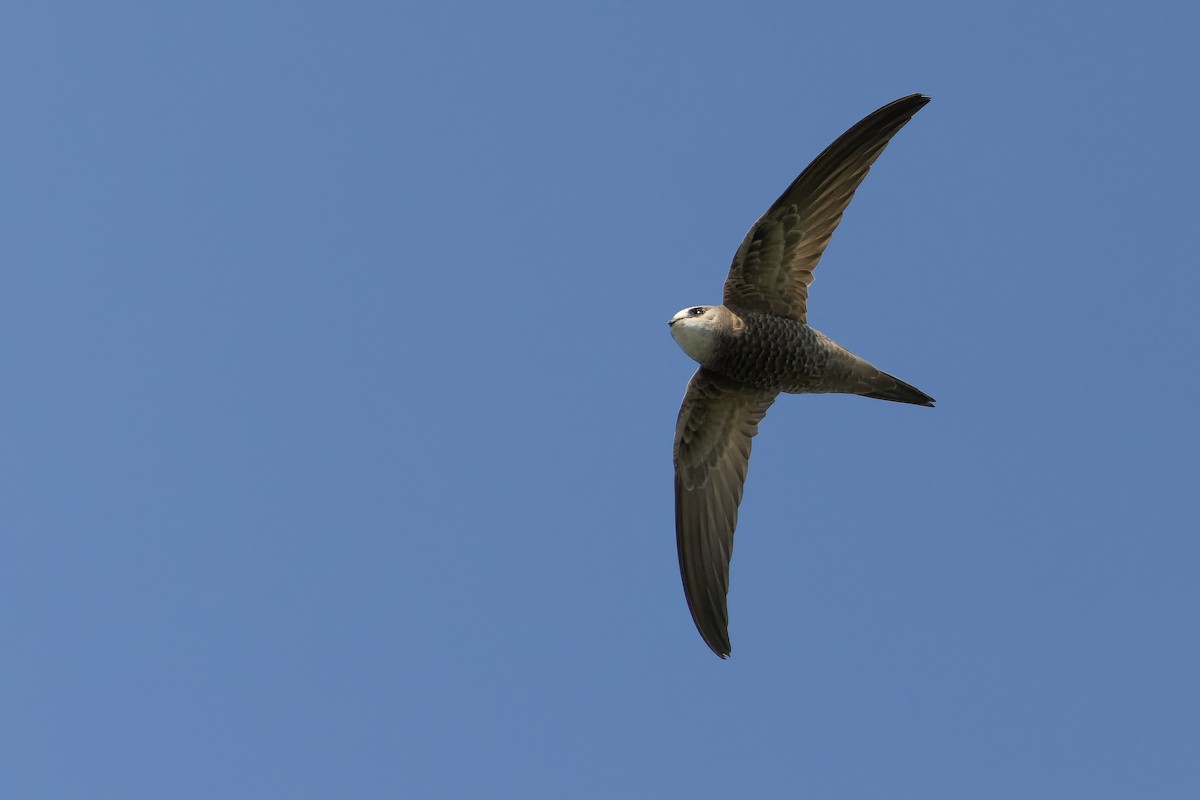 Pallid Swift - ML626913236