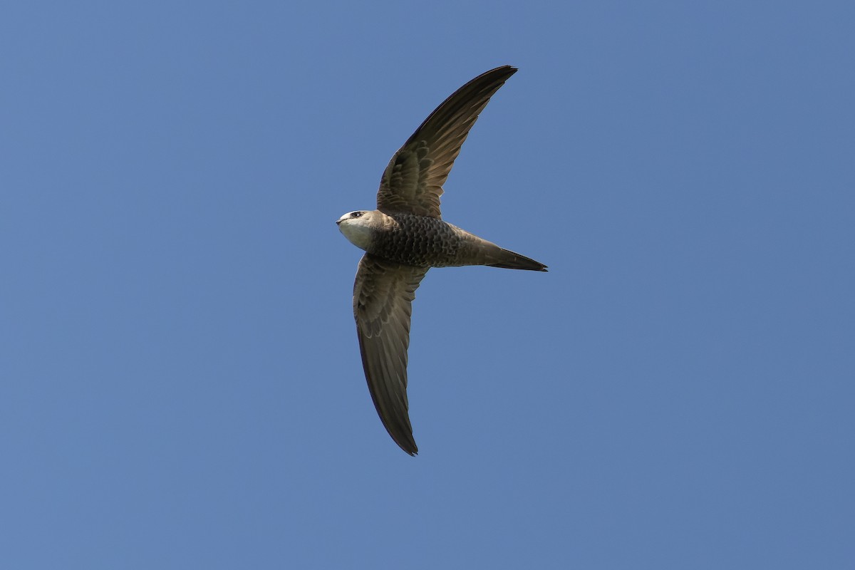 Pallid Swift - ML626913237