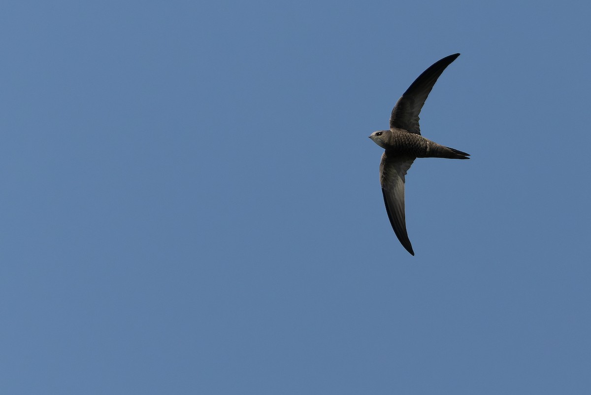Pallid Swift - ML626913239