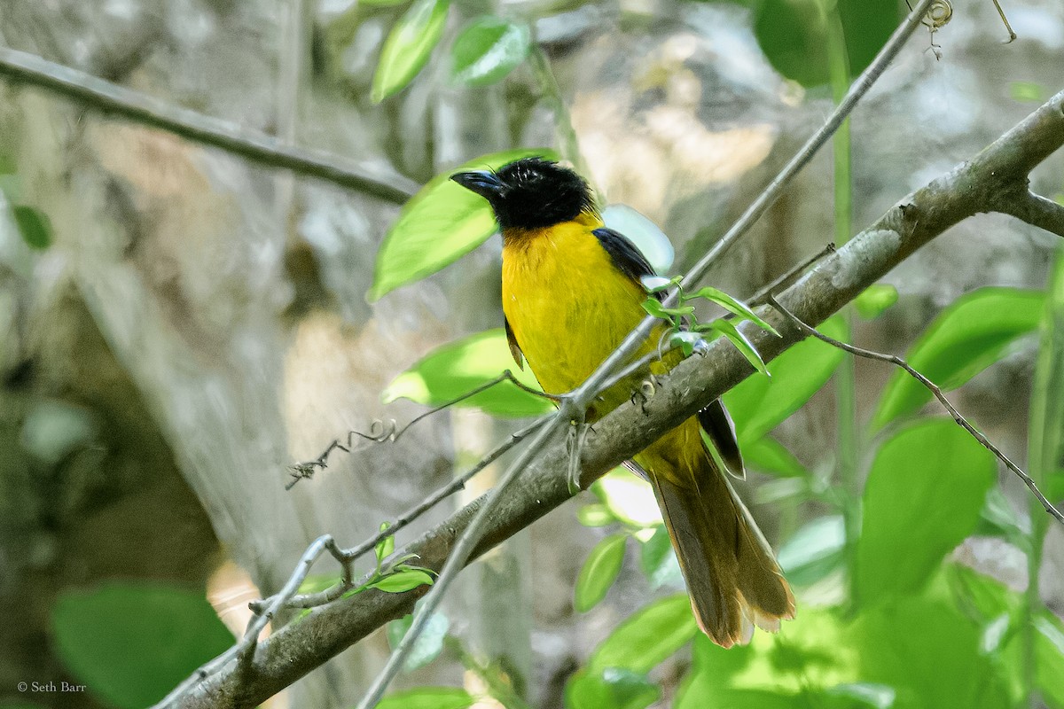 Black-throated Shrike-Tanager - ML626913327