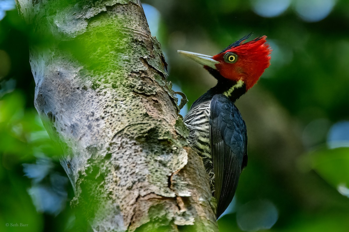 Pale-billed Woodpecker - ML626913339