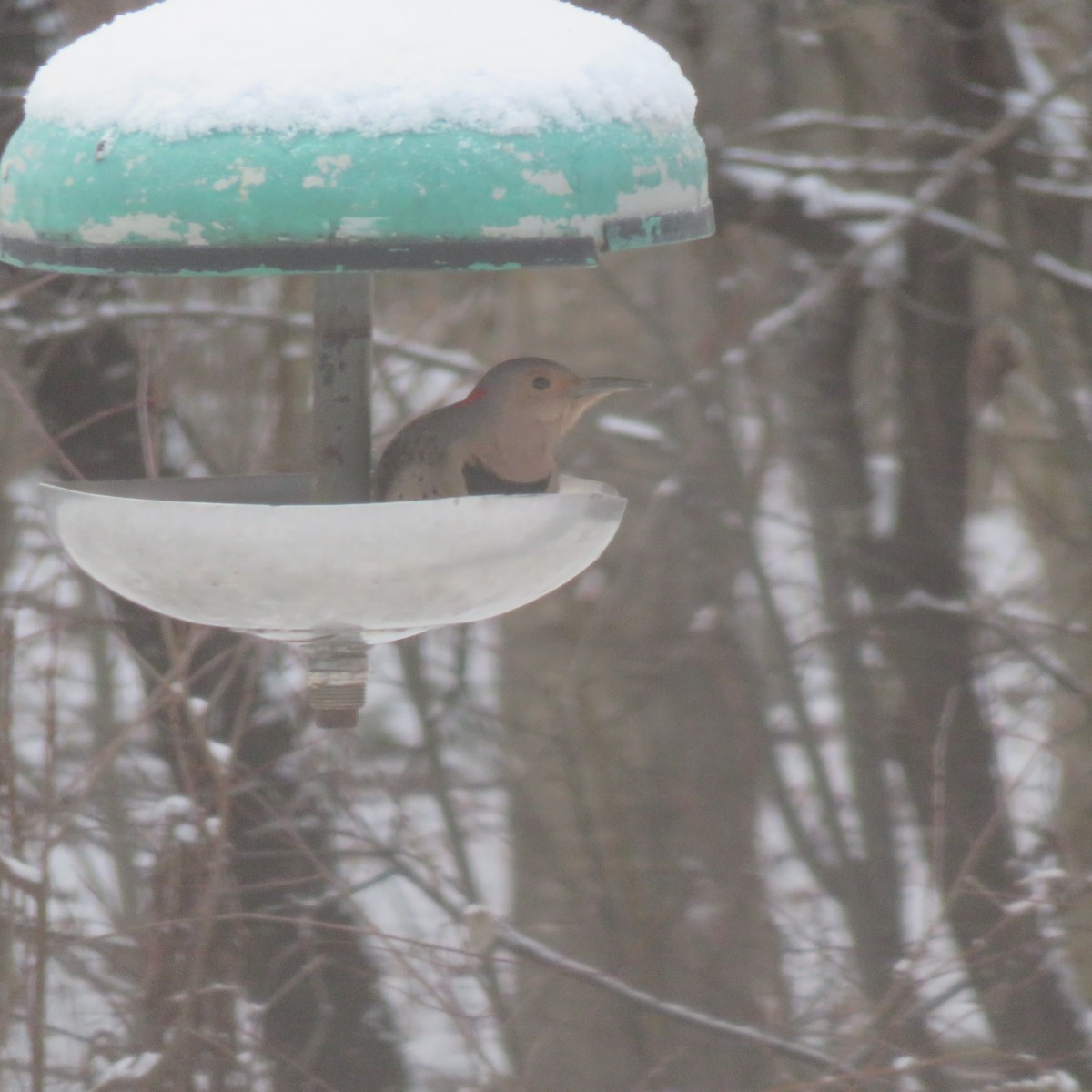 Northern Flicker - ML626913340