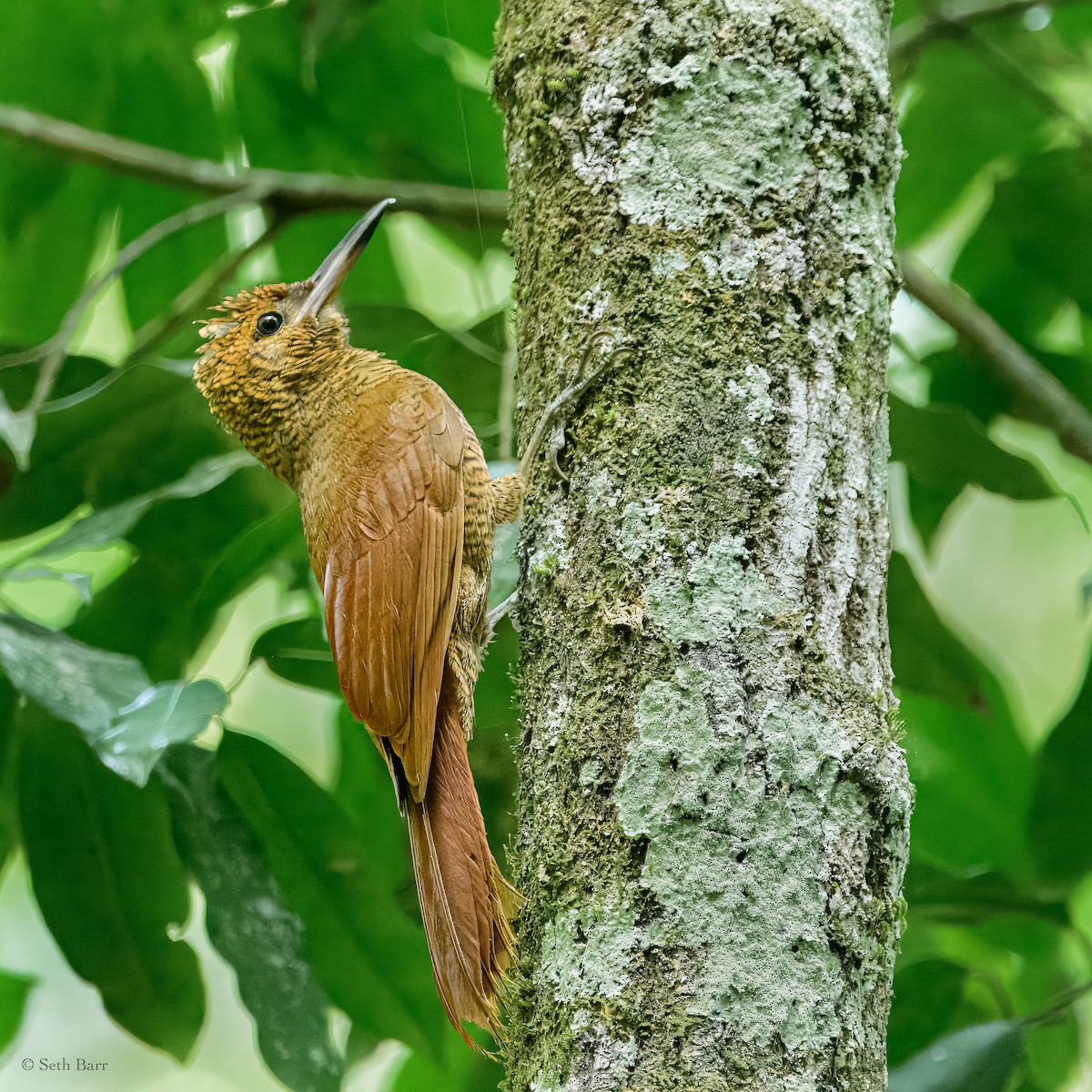 Northern Barred-Woodcreeper - ML626913344