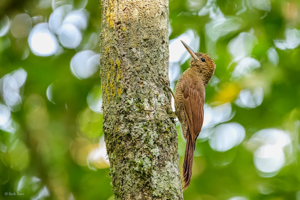 Northern Barred-Woodcreeper - ML626913345