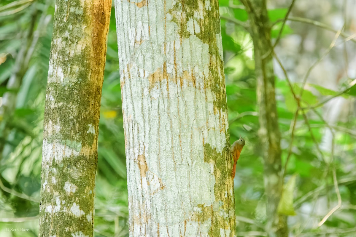 Olivaceous Woodcreeper (Grayish) - ML626913358